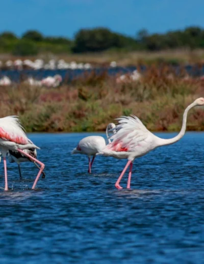 FENICOTTERI ROSA CAPO CODA CAVALLO